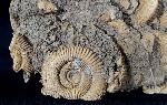 Dactylioceras athleticum (SIMPSON 1855) - Bild &copy; FossNet FossilienStore